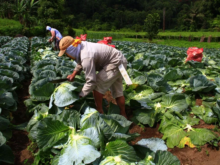 Petani memanen kubis di kebun