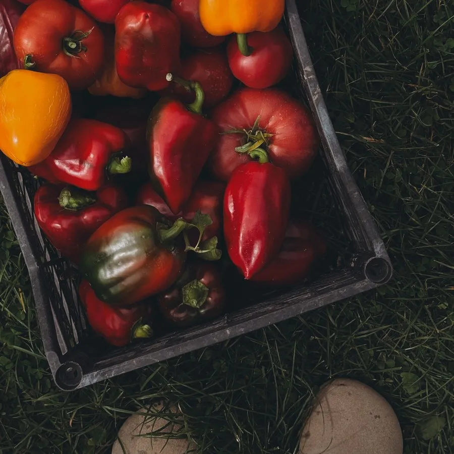 Peti berisi paprika merah dan kuning